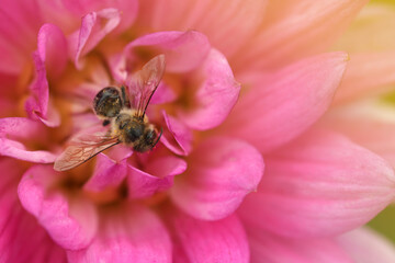 Honeybee collecting pollen from beautiful flower, closeup