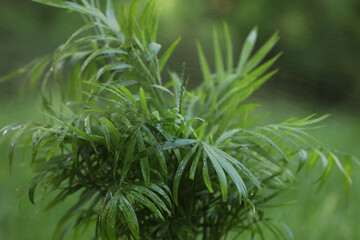 Beautiful chamaedorea palm with wet green leaves outdoors, closeup