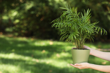 Woman with potted chamaedorea palm outdoors, closeup. Space for text
