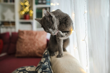 Cute Russian Blue purebred cat relaxing in living room on Christmas day. Spending time with family and pets on Christmas.