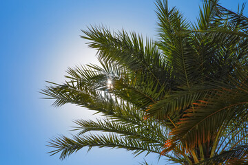 Palm leaves on blue sky background. Palm tree with sunbeams