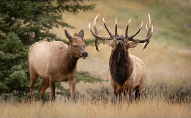 A Bull Elk During the Rut in the Rocky Mountains