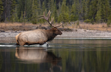 A Bull Elk During the Rut in the Rocky Mountains