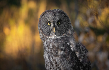 Fototapeta premium A Great Grey Owl in Canada 