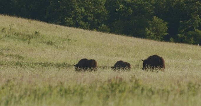 European Bison. Calves In The Herd In Summertime Slow Motion Image