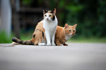 Two cats playing together on the street. Shallow depth of field.