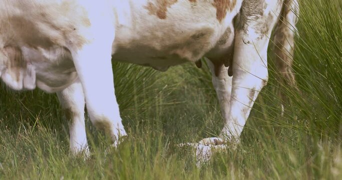 Close-up of a cow after giving birth Slow Motion Image