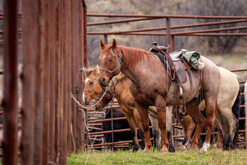 several cowboy quarter horses in western saddles tied to metal corrals in forest at roundup