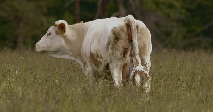 Mother cow and brand new baby calf in the field after calving Slow Motion Image
