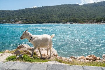 Mediterranean coastline in Kemer, Antalya, Turkey, with a white goat.
