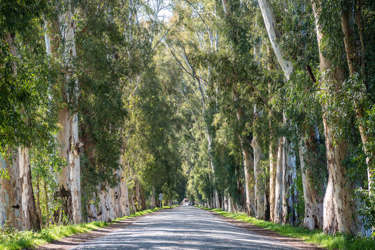 Road lined with eucalyptus trees in Gokova, Mugla, Turkey. The narrow road used to connect the highway to Marmaris resort town and was single lane regulated by traffic lights in 2000s.