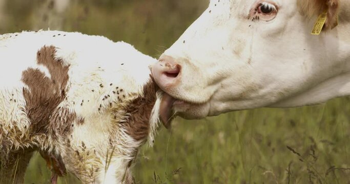 Mother cow and brand new baby calf in the field after calving Close Up Image