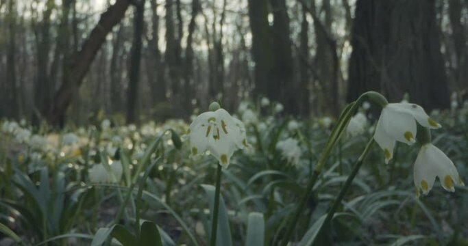 Spring Snowflake Leucojum Vernum