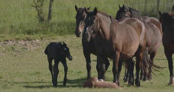 Murakozi horses with their foals in the pasture Slow Motion Image