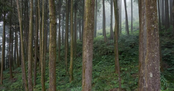 Forest landscape in alishan national forest recreation area