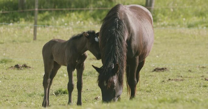 Murakozi horses grazing in the meadow with their foals Slow Motion Image