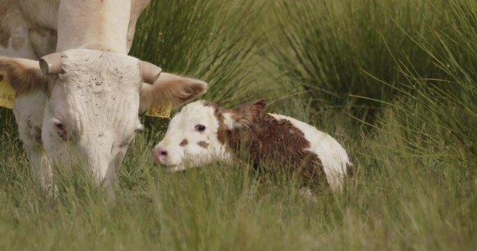 Newborn Calf Stands Up For The First Time Slow Motion Image