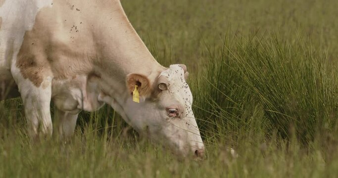 Cow Calving. Mother Cow Licking Her Newborn Calf. Slow Motion Image