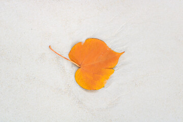 Yellow-orange leaves on the sandy beach, seaside, background image