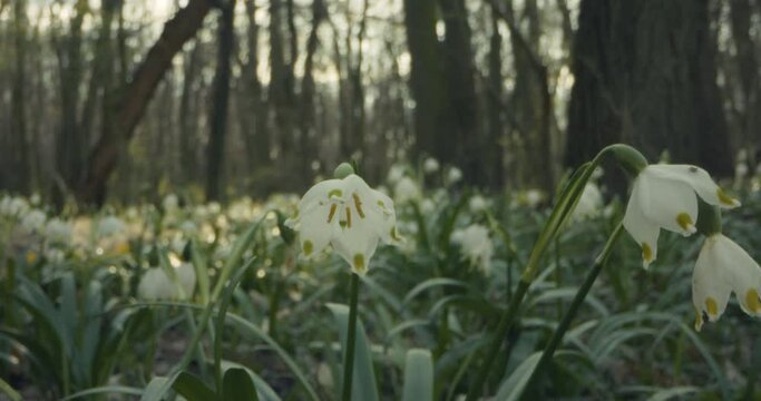 Spring Snowflake Leucojum Vernum