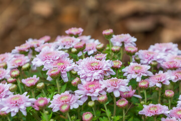 Pink chrysanthemums blooming in the flower garden.