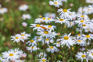 Fototapeta premium An orange butterfly found in a flower field in Gujeolcho. Dendranthema zawadskii, Chrysanthemum zawadskii, polygonia