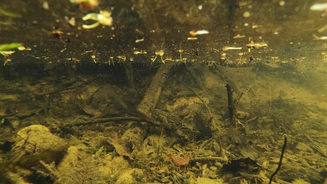 Triturus Alpestris swimming in the stream