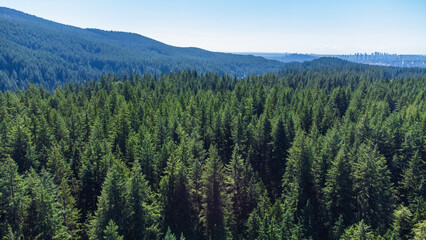 forest in the morning