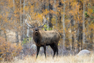 Bull Elk in autumn Rocky Mountain National Park, Colorado, during the rut (breeding season).    