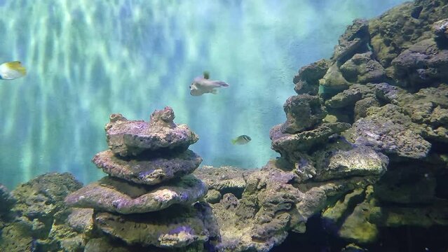 Blackspotted puffer or Arothron nigropunctatus, also known as the dog-faced puffer, is a tropical marine fish, in a stony corals reef at Institute of Oceanography, Nha Trang city, Vietnam.