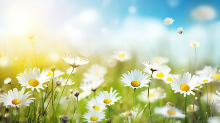 Daisies on field. Abstract spring landscape spring background with blue sky