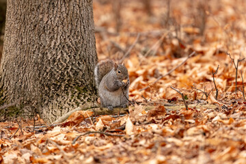 Eastern gray squirrel(Sciurus carolinensis) eating a nut in Wisconsin city park.