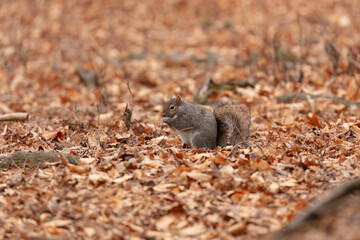 Eastern gray squirrel(Sciurus carolinensis) eating a nut in Wisconsin city park.