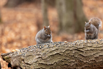 Naklejka na ściany i meble The eastern gray squirrel (Sciurus carolinensis) in the park