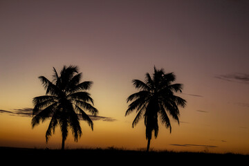 Undaunted tropical palm trees watching the sun go down. Two trees on a mountain facing the sun.