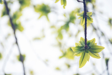 Blur background green park garden nature bright sunny forest. Blurry outdoor park in spring time glowing shinny day template with sunlight bokeh. Abstract blurred background banner copy space.