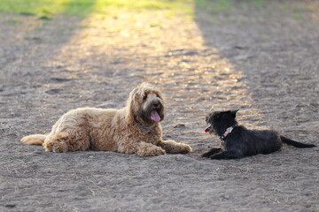 Two dogs exhausted from playing