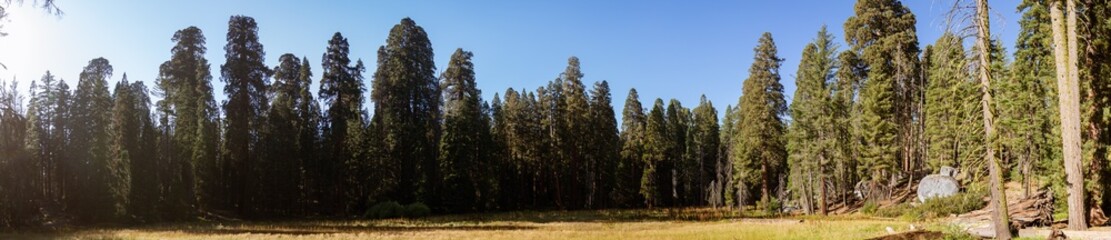 Forest of tallest sequoia trees in evening sun rays against blue sky in California national park,...