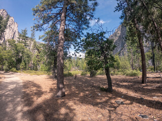 Fototapeta premium Dusty sandy path, white rock stone hill and deer between trees in sequoia national park in america, usa