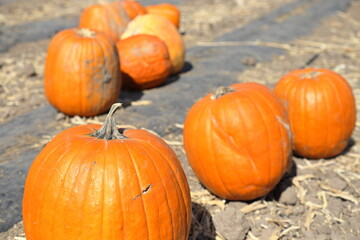 Pumpkin patch