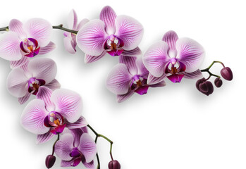 Branch of beautiful light purple orchids on transparent background. close up, banner design