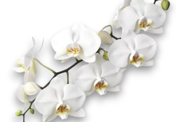 Rolgordijnen Branch of beautiful white orchids on transparent background. close up, banner design © Naige