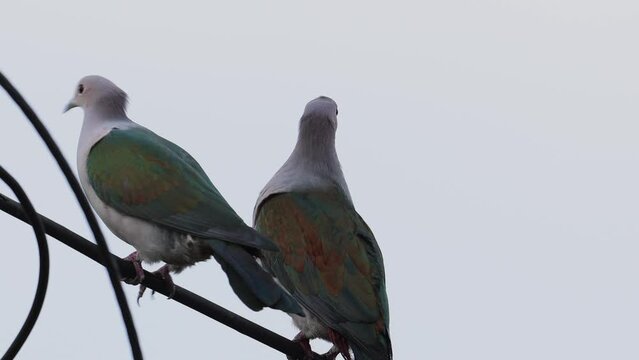 Green Imperial Pigeon perched on electric pole