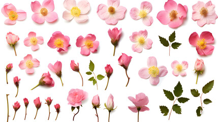 pink tulip flowers AI Genrative
