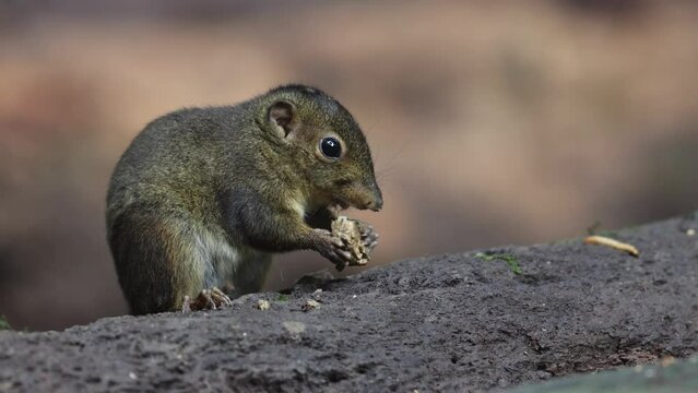 Cute Ground Squirrel eating jungle fruit on rainforest jungle