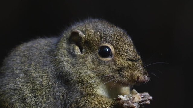 Cute Ground Squirrel eating jungle fruit on rainforest jungle