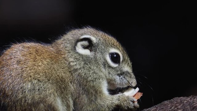 Cute Ground Squirrel eating jungle fruit on rainforest jungle