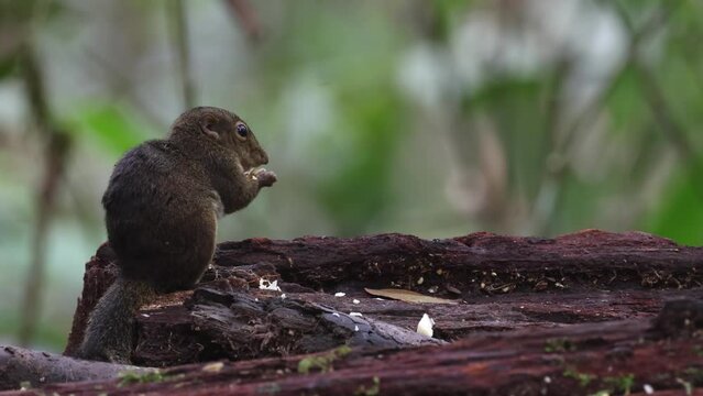 Cute Ground Squirrel eating jungle fruit on rainforest jungle