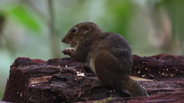 Cute Ground Squirrel eating jungle fruit on rainforest jungle