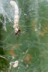 Araignée et son cocon sur une toile